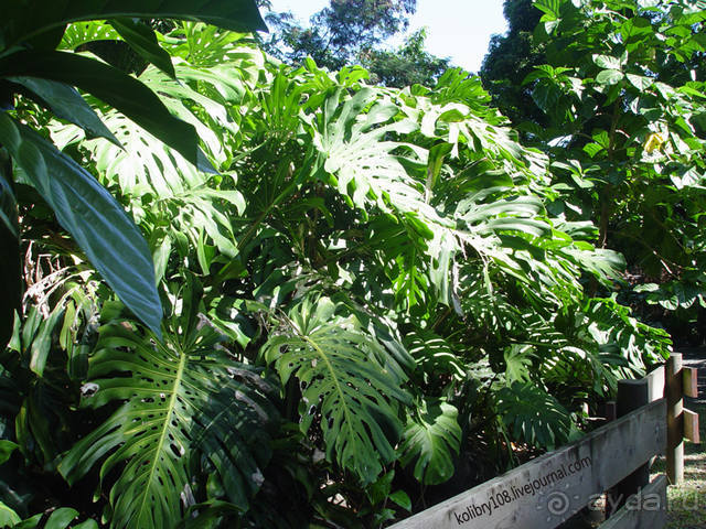 Вся правда о ТАИТИ