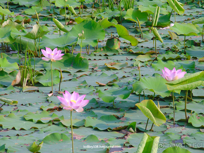 Долина тысячи лингамов и озеро Тонле Сап (Камбоджа).