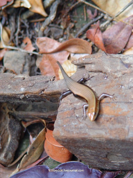 Долина тысячи лингамов и озеро Тонле Сап (Камбоджа).