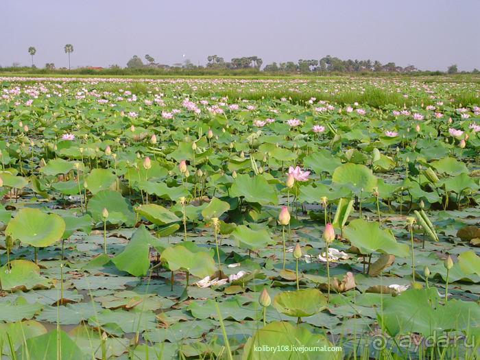 Долина тысячи лингамов и озеро Тонле Сап (Камбоджа).