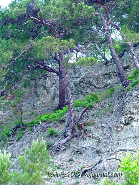 Скала Киселева (г.Туапсе)