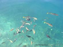 Альбом отзыва "ТАИТИ - МАЛЕНЬКИЙ ПРАЗДНИК."