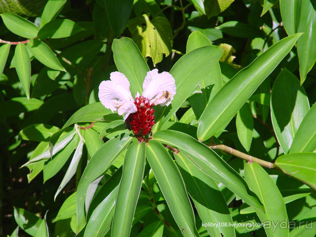 ТАИТИ - МАЛЕНЬКИЙ ПРАЗДНИК.