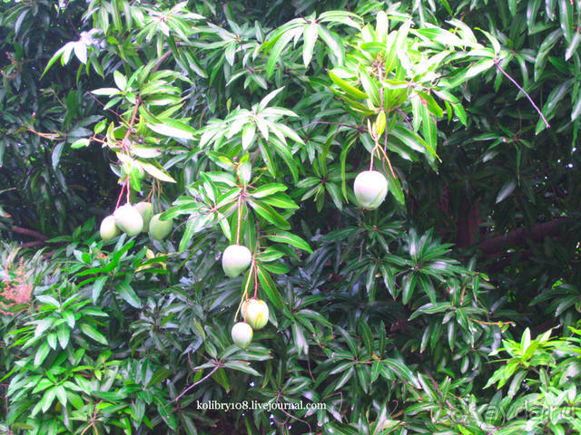 ТАИТИ - МАЛЕНЬКИЙ ПРАЗДНИК.