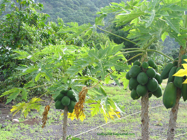 ТАИТИ - МАЛЕНЬКИЙ ПРАЗДНИК.