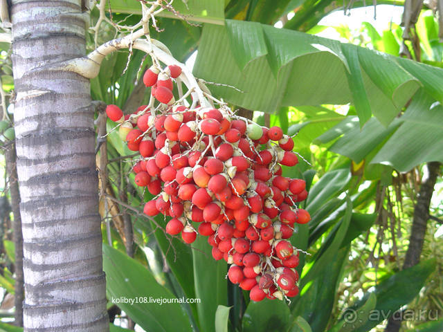 ТАИТИ - МАЛЕНЬКИЙ ПРАЗДНИК.