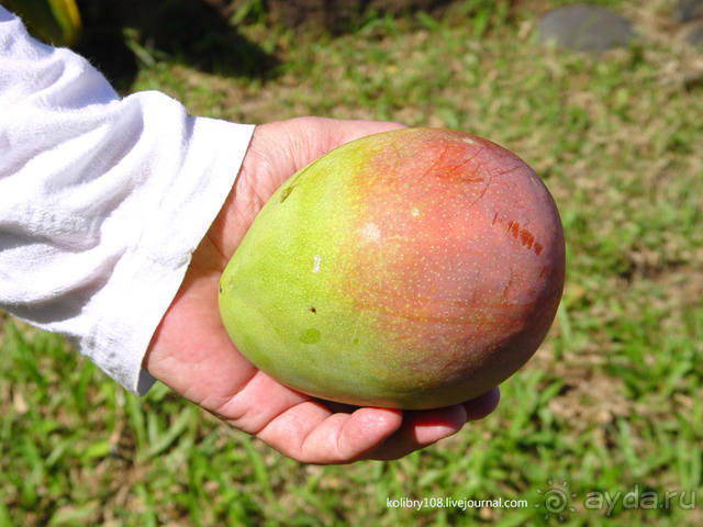 ТАИТИ - МАЛЕНЬКИЙ ПРАЗДНИК.