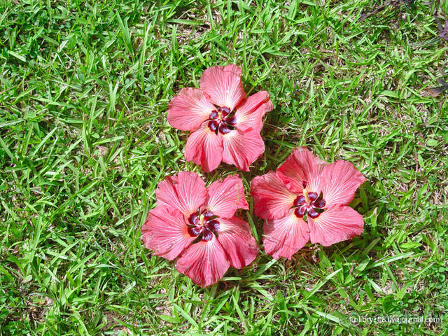 ТАИТИ - МАЛЕНЬКИЙ ПРАЗДНИК.