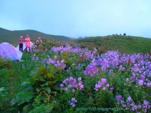 Арабика (Абхазия) - окончание.