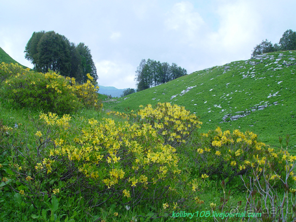 Арабика (Абхазия) - окончание.