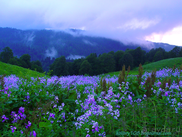 Арабика (Абхазия) - окончание.