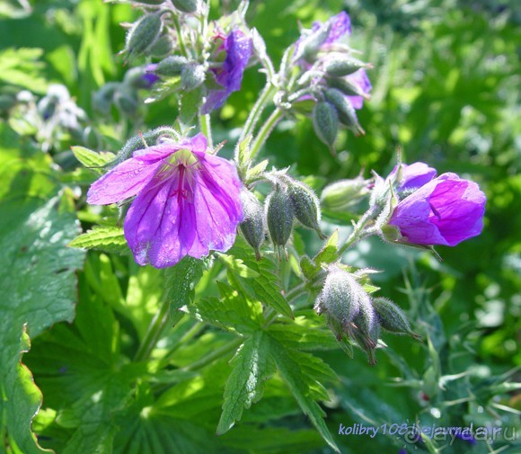 Арабика (Абхазия) - окончание.