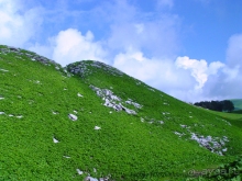 Арабика (Абхазия) - окончание.