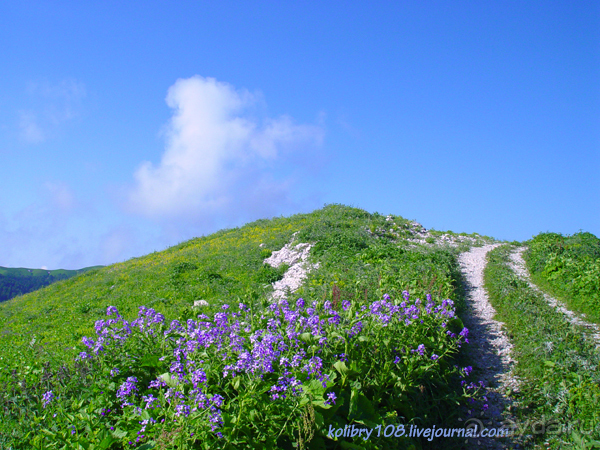 Арабика (Абхазия) - окончание.