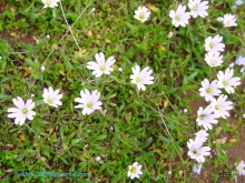 Арабика (Абхазия) - окончание.