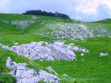 Арабика (Абхазия) - окончание.