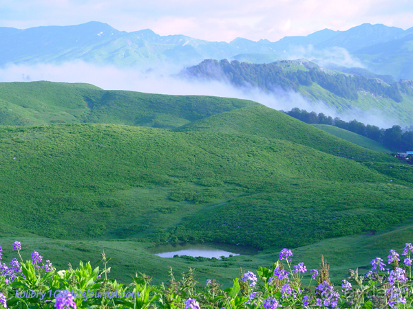 Арабика (Абхазия) - окончание.