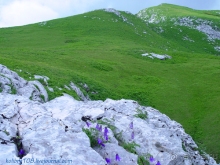 Арабика (Абхазия) - окончание.