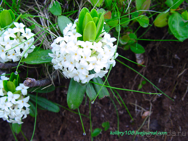 Арабика (Абхазия) - окончание.
