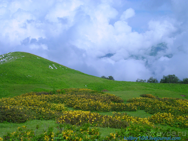 Арабика (Абхазия) - окончание.