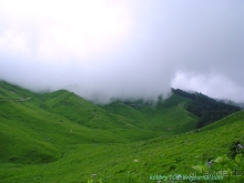 Арабика (Абхазия) - окончание.