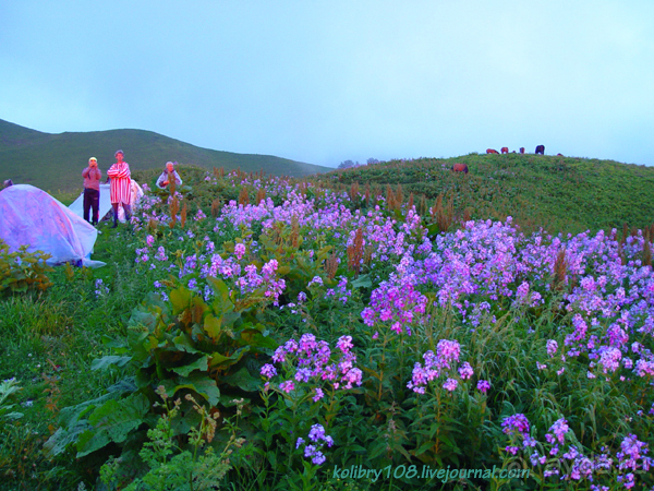 Арабика (Абхазия) - окончание.