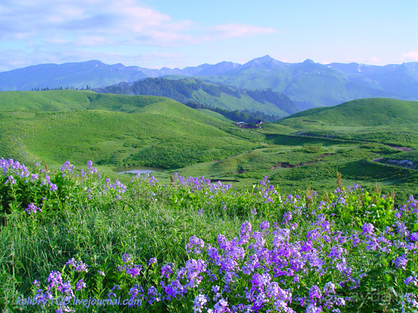 Арабика (Абхазия) - окончание.