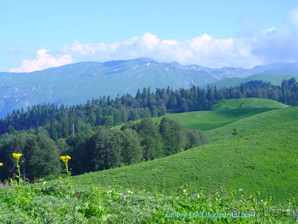Арабика (Абхазия) - окончание.