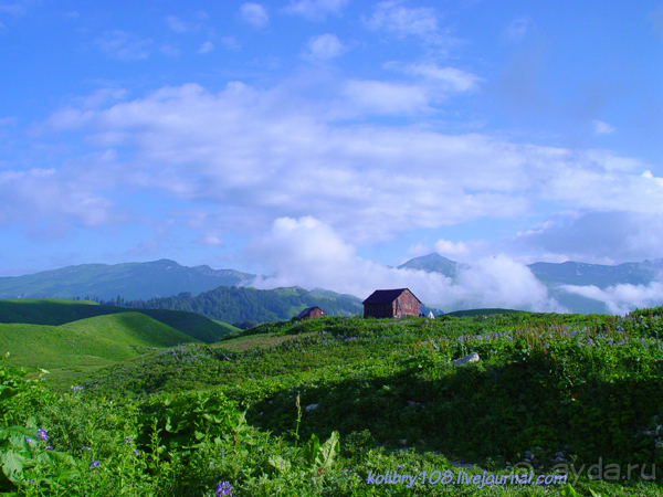 Арабика (Абхазия) - окончание.