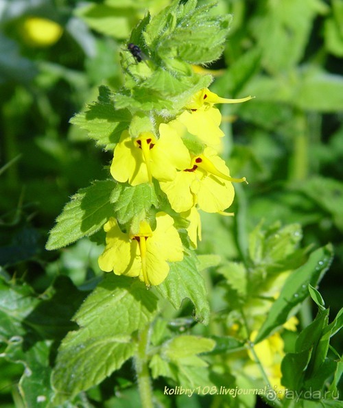 Арабика (Абхазия) - окончание.