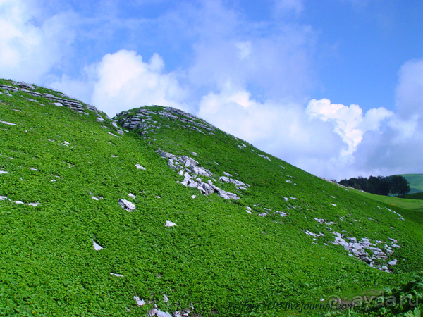 Арабика (Абхазия) - окончание.