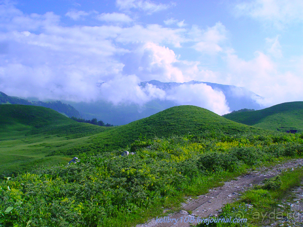 Арабика (Абхазия) - окончание.