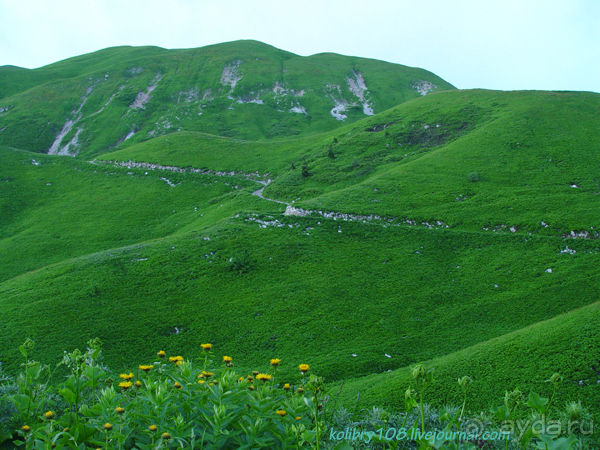 Арабика (Абхазия) - окончание.