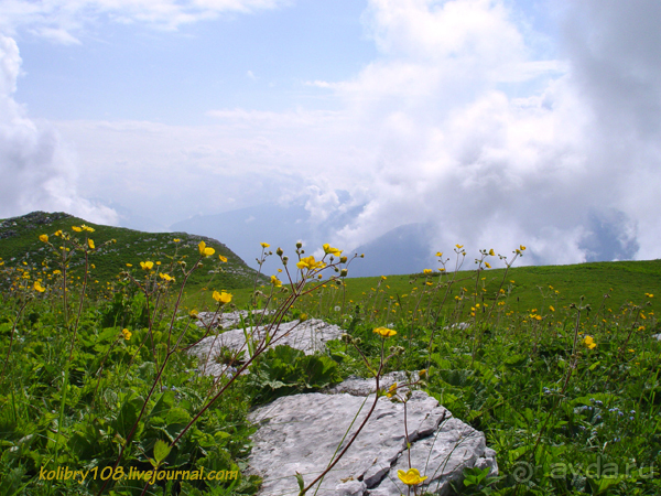 Арабика (Абхазия) - окончание.