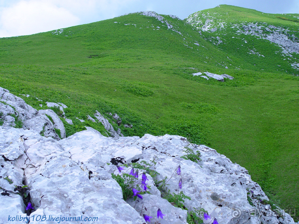 Арабика (Абхазия) - окончание.