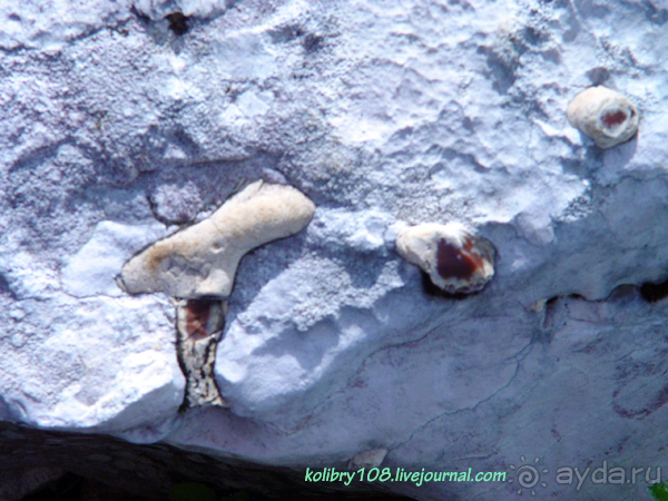 Арабика (Абхазия) - окончание.