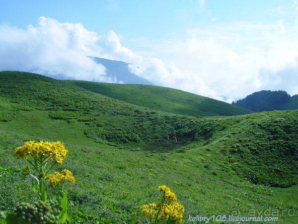 Арабика (Абхазия) - окончание.