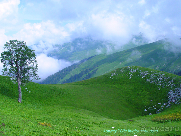 Арабика (Абхазия) - окончание.