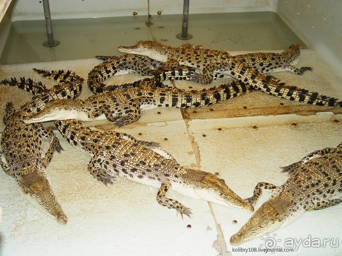 Зиплайн ("птички на проводах") и мангры-тур на Филиппинах.