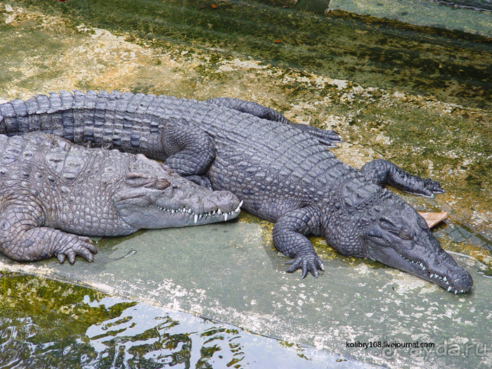 Зиплайн ("птички на проводах") и мангры-тур на Филиппинах.