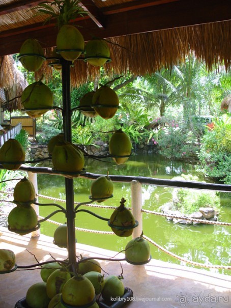 Зиплайн ("птички на проводах") и мангры-тур на Филиппинах.