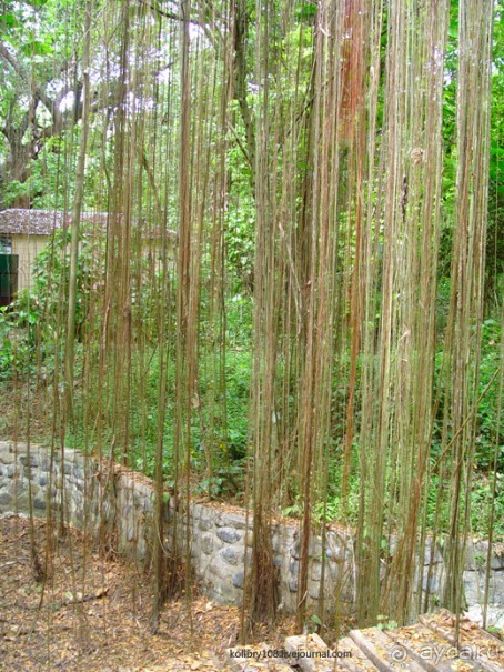 Зиплайн ("птички на проводах") и мангры-тур на Филиппинах.