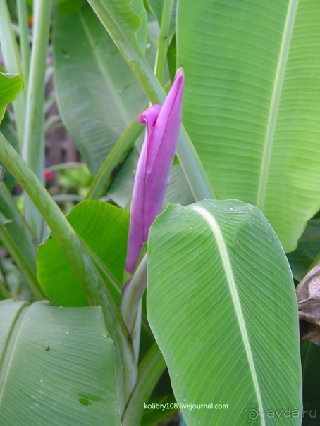 Подземная река (Филиппины)