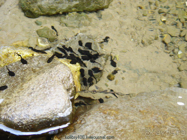 На поиски водопада (Абхазия).