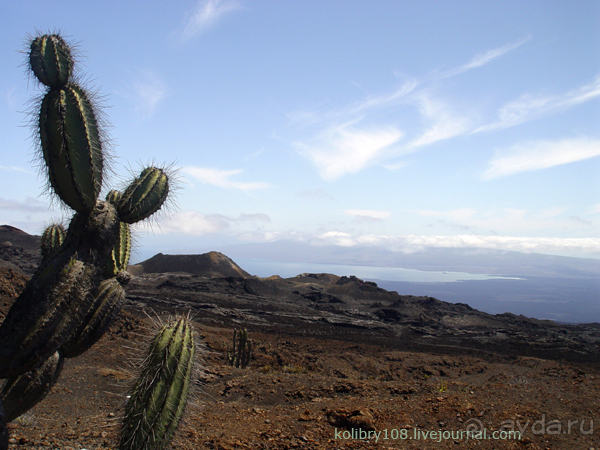 Галапагосы (продолжение 2).