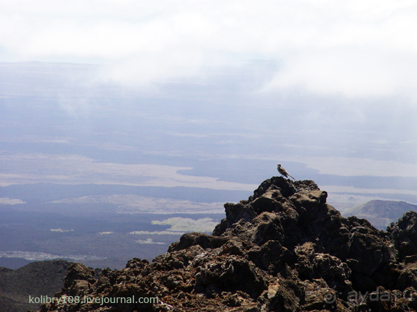 Галапагосы (продолжение 2).