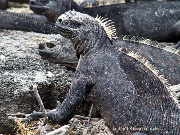 Галапагосы (продолжение 2).