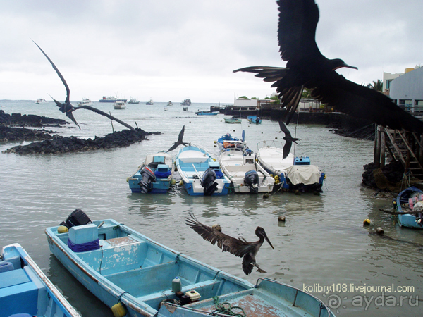 Галапагосы (продолжение 2).