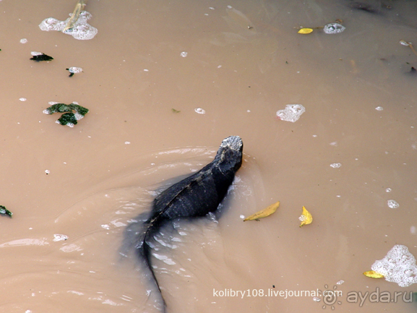Галапагосы (продолжение 2).
