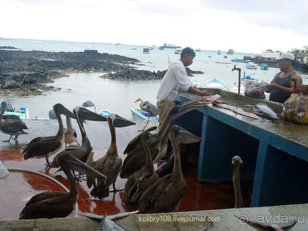 Галапагосы (продолжение 2).
